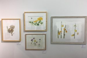 The art of Botanical Illustration: A New Direction