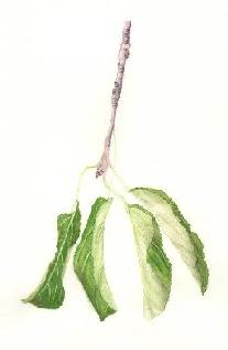 Gravenstein leaves