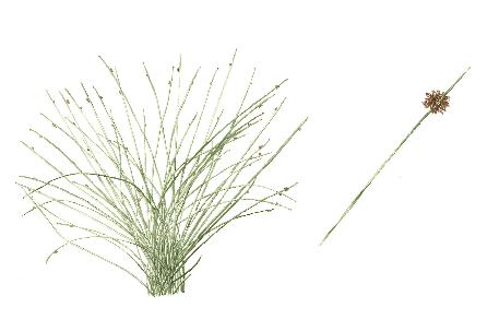 Ficinia nodosa - Knobby Club-rush