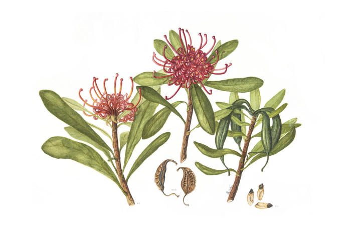 Telopea truncata - Tasmanian waratah